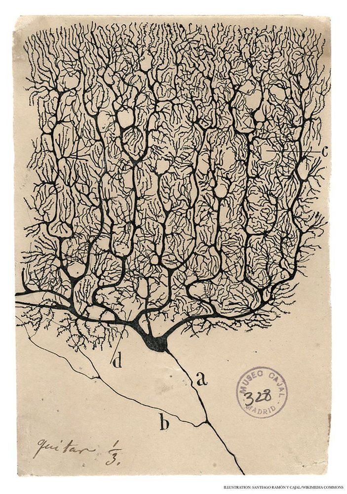 Cajal’s rendering of a Purkinje neuron found in the human cerebellum captures the beauty and intricacy of this complex cell.