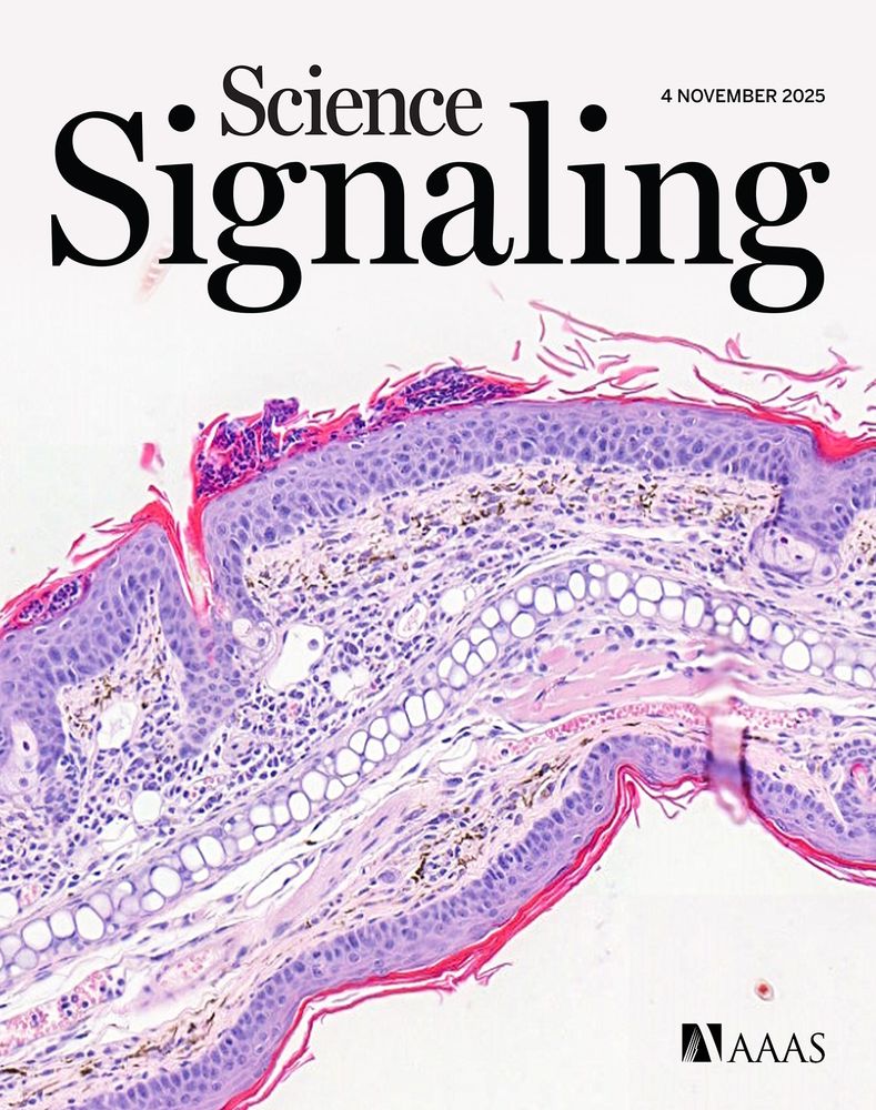 The image shows H&E-stained inflamed mouse ear skin, showing accumulated leukocytes.