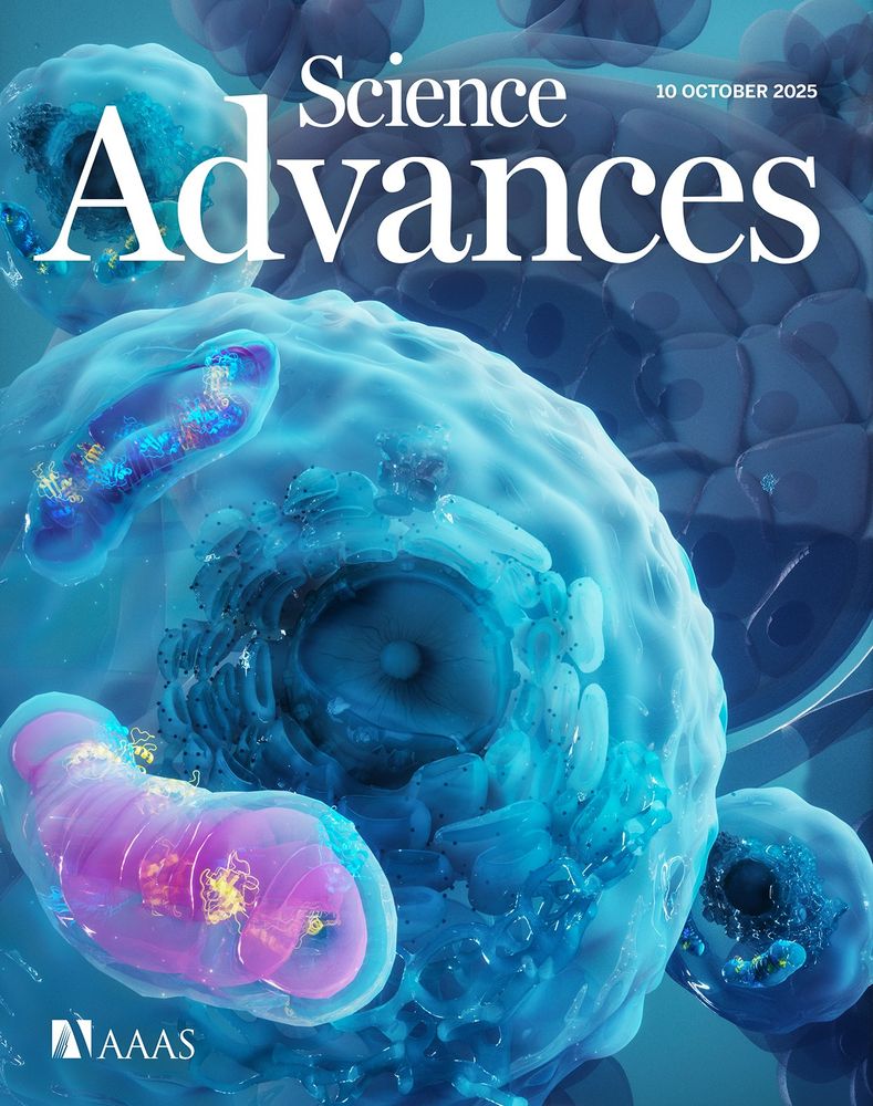 In this image, the color changes show accruing mitochondrial damage, marking the importance of quality control and removing damaged mitochondria in maintaining the optimal pool for β cell insulin secretion.