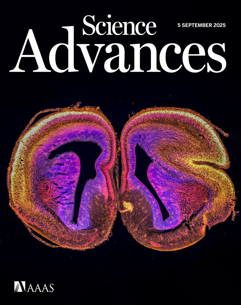 A coronal section of an embryonic mouse brain with the Galectin-3 protein removed, visualized with immunofluorescence.