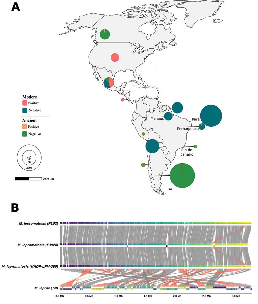 Fig. 1. Contemporary and ancient sample sites in the Americas and synteny plot between genomes of leprosy-causing bacteria.

(A) Pie charts indicate the site location or countries from where samples were collected for screening. Charts are color-coded according to the presence or absence of M. lepromatosis and if they are from present-day biopsies or ancient archaeological origin. 

(B) Illustration of mauve progressive alignments showing possible genome rearrangements and synteny blocks between four leprosy-causing bacterial genomes using pyGenomeViz (35). Species (and strains in parentheses) are indicated in bold on the left. Genome sizes are shown in megabases (Mb) below each genome. The Viridis color palette (Matplotlib) is used to represent genome position along the M. lepromatosis reference genome (NHDP-LPM-385), with a continuous gradient from start to end. Genomes that are fully syntenic with the reference, such as other M. lepromatosis strains, display an almost identical color order, reflecting preserved genomic structure. In contrast, the M. leprae TN genome shows a disrupted color sequence due to differences in genome organization relative to the coordinates of the M. lepromatosis reference. Gray lines connect collinear regions, while orange highlights indicate inverted blocks (on the minus strand) relative to the NHDP-LPM-385 reference.