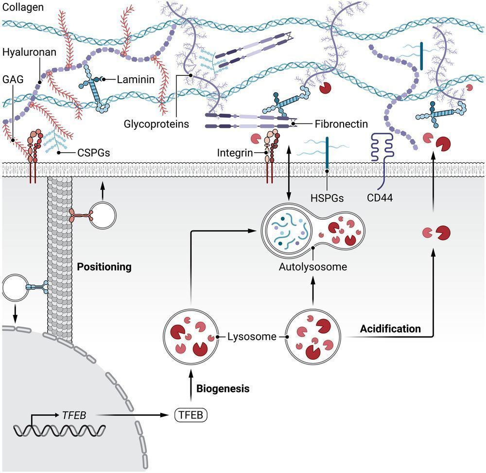 Lysosomes play a central role in regulating ECM homeostasis by influencing intracellular and extracellular molecular turnover and degradation through their biogenesis, localization, and acidification. Lysosomal biogenesis coordinates ECM homeostasis by regulating the release of ECM-degrading enzymes, promoting autolysosome-mediated degradation, and modulating lysosomal trafficking pathways. This process affects the degradation, recycling, and assembly of ECM components. Lysosomes are equipped with motor proteins, including dynein-dynactin complexes, kinesins, and small GTPases, which facilitate their trafficking along microtubules. Lysosomal acidification is essential for the breakdown and recycling of ECM components internalized by endocytosis and exocytosis, ensuring proper ECM turnover and homeostasis.