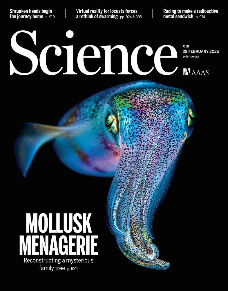 An oval squid (Sepioteuthis lessoniana) hovers in a nighttime sea, displaying its natural iridescence. This species is among those informing new insights into molluscan evolution. The extreme diversity in the phylum Mollusca—which includes squids, chitons, snails, clams, and others—has long puzzled scientists. Sequencing previously uncharacterized genomes helps to resolve the molluscan family tree.