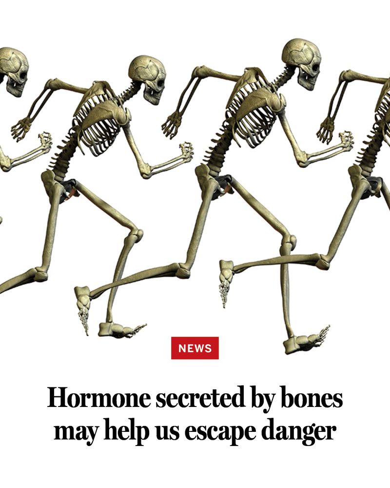 A line of skeletons in running positions, with text: Hormone secreted by bones may help us escape danger