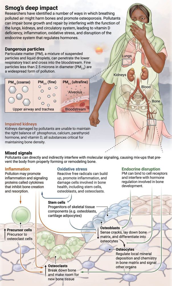 An infographic showing how smog impacts the human body.