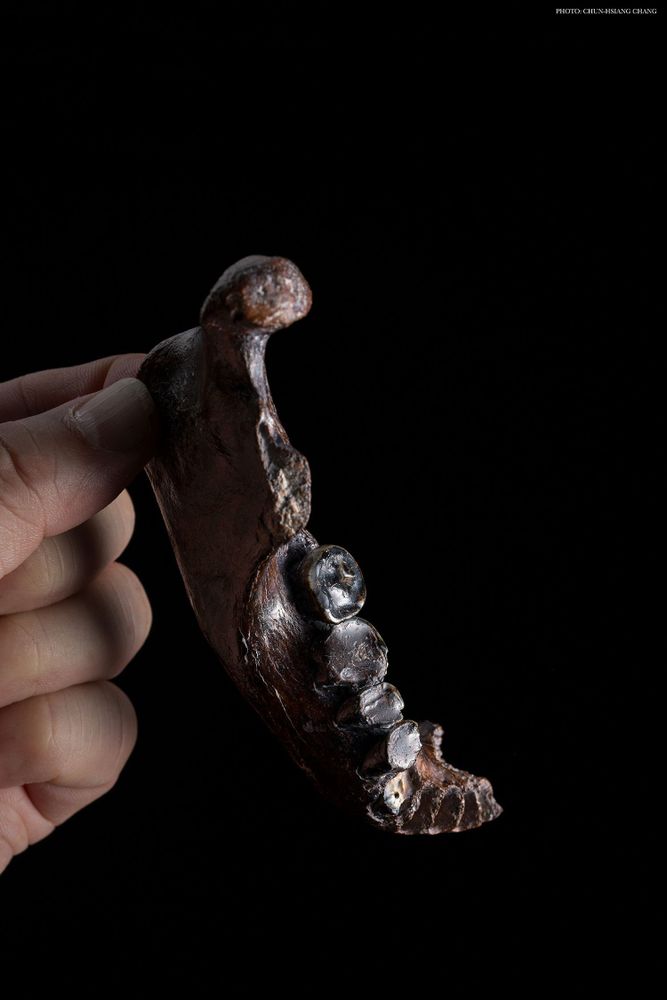 Molecular analysis of a hominin mandible from Taiwan reveals the lineage and sex of the individual.