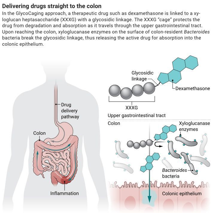A graphic showing the GlycoCaging approach