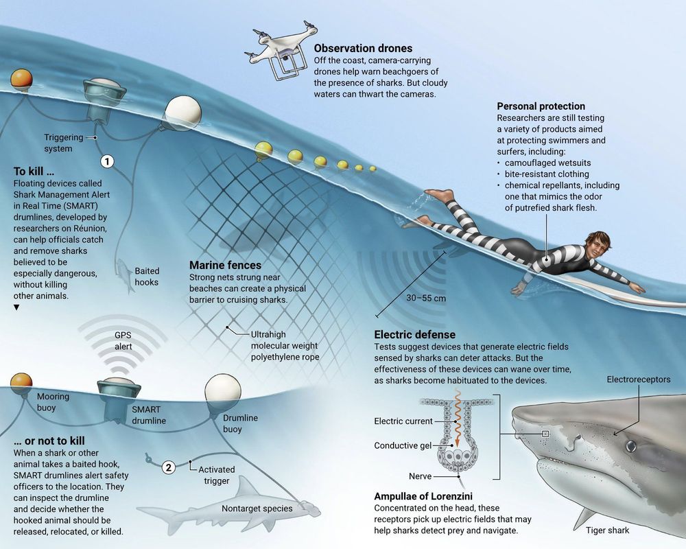 Researchers who study shark attacks on humans have experimented with a variety of methods for preventing harmful encounters. There is no single solution, but layered defenses can help keep swimmers and surfers safe, which are shown in this graphic.