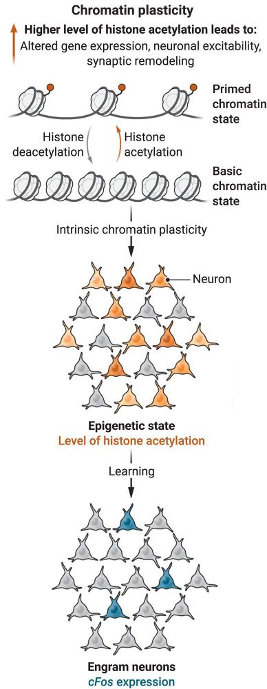 Neurons of the amygdala display intrinsic variations in epigenetic state. An increase in histone acetylation leads to an increase in neuronal excitability and synaptic remodeling, which primes neurons to become part of an engram—neurons that “store” a memory—during learning.