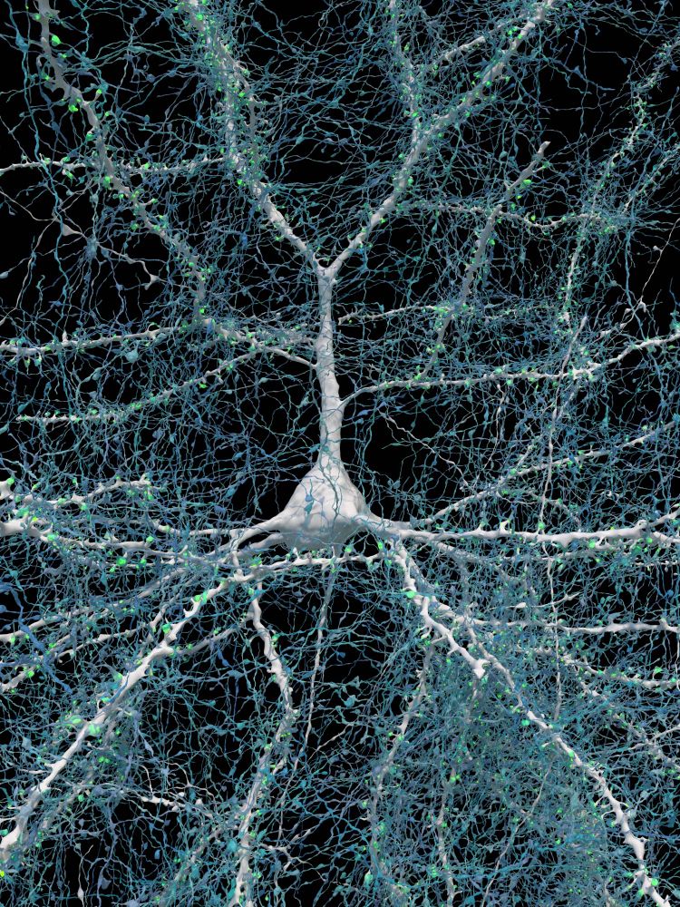 A single neuron (white) shown with 5,600 of the axons (blue) that connect to it. The synapses that make these connections are shown in green. The cell body (central core) of the neuron is about 14 micrometers across.