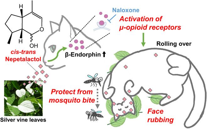 A figure showing the neurophysiological and functional significance of silver vine response in cats.