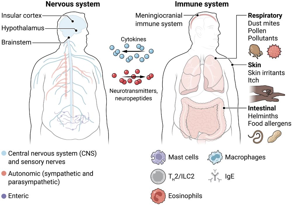 A graphic showing that interactions between the nervous system and type 2 immunity occur across multiple organs depending on the context of allergic triggers or injury.