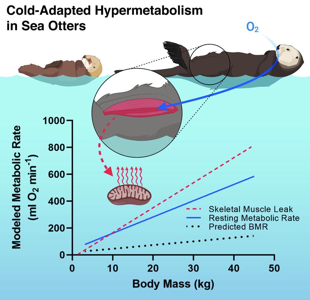 Fig. 2 Whole-body estimates of sea otter metabolism scaled to body mass.

Estimated scaled whole-body metabolic rates include predicted [BMR; predicted on the basis of scaled rate for eutherian mammals], sea otter resting metabolic rate, and whole-body skeletal muscle leak capacity.