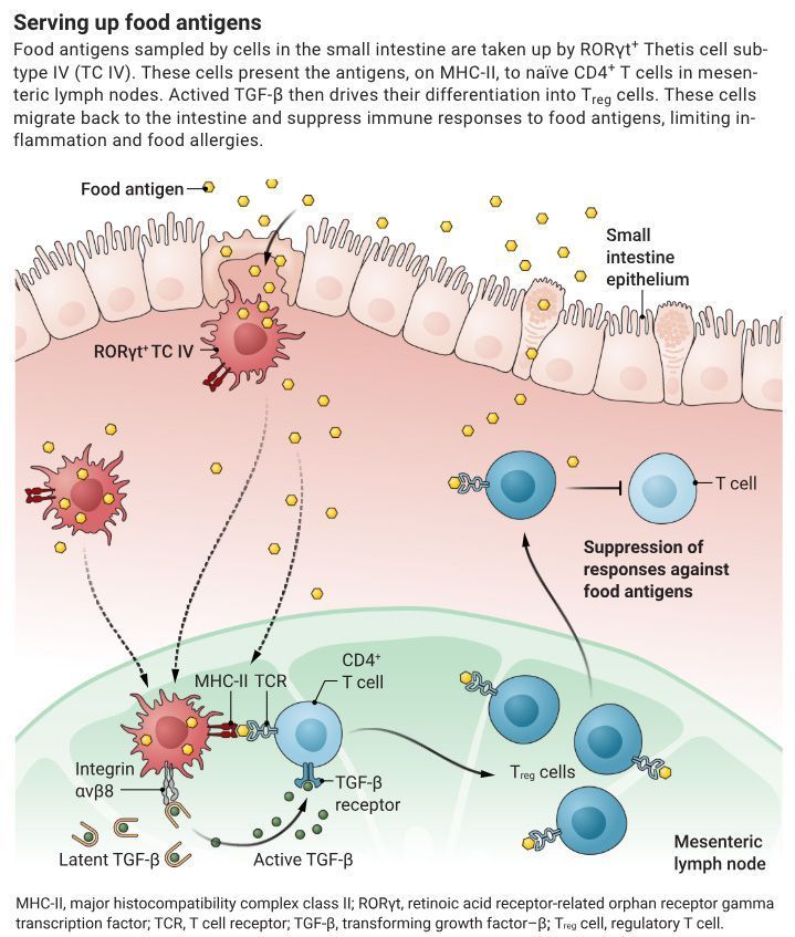 Serving up food antigens. Food antigens sampled by cells in the small intestine are taken up by RORγt+ Thetis cell subtype IV (TC IV). These cells present the antigens, on MHC-II, to naïve CD4+ T cells in mesenteric lymph nodes. Actived TGF-β then drives their differentiation into Treg cells. These cells migrate back to the intestine and suppress immune responses to food antigens, limiting inflammation and food allergies.