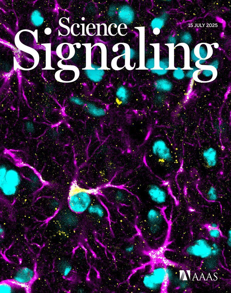 The image shows immunohistochemical staining of an astrocyte marker (magenta), cell nuclei (cyan), and Zika virus (yellow) in infected mouse cortical brain tissue.