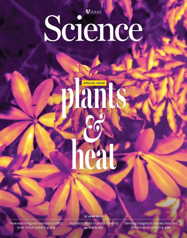 Infrared imaging shows heat levels in sun-exposed leaves of Alstonia scholaris from the Australian Wet Tropics. As climate change increases temperatures and the severity of heat waves, both natural ecosystems and agricultural plants are increasingly affected by heat. Examining heat responses at cellular, genetic, physiological, and ecosystem scales, this special issue explores how plants sense and respond to high temperatures.