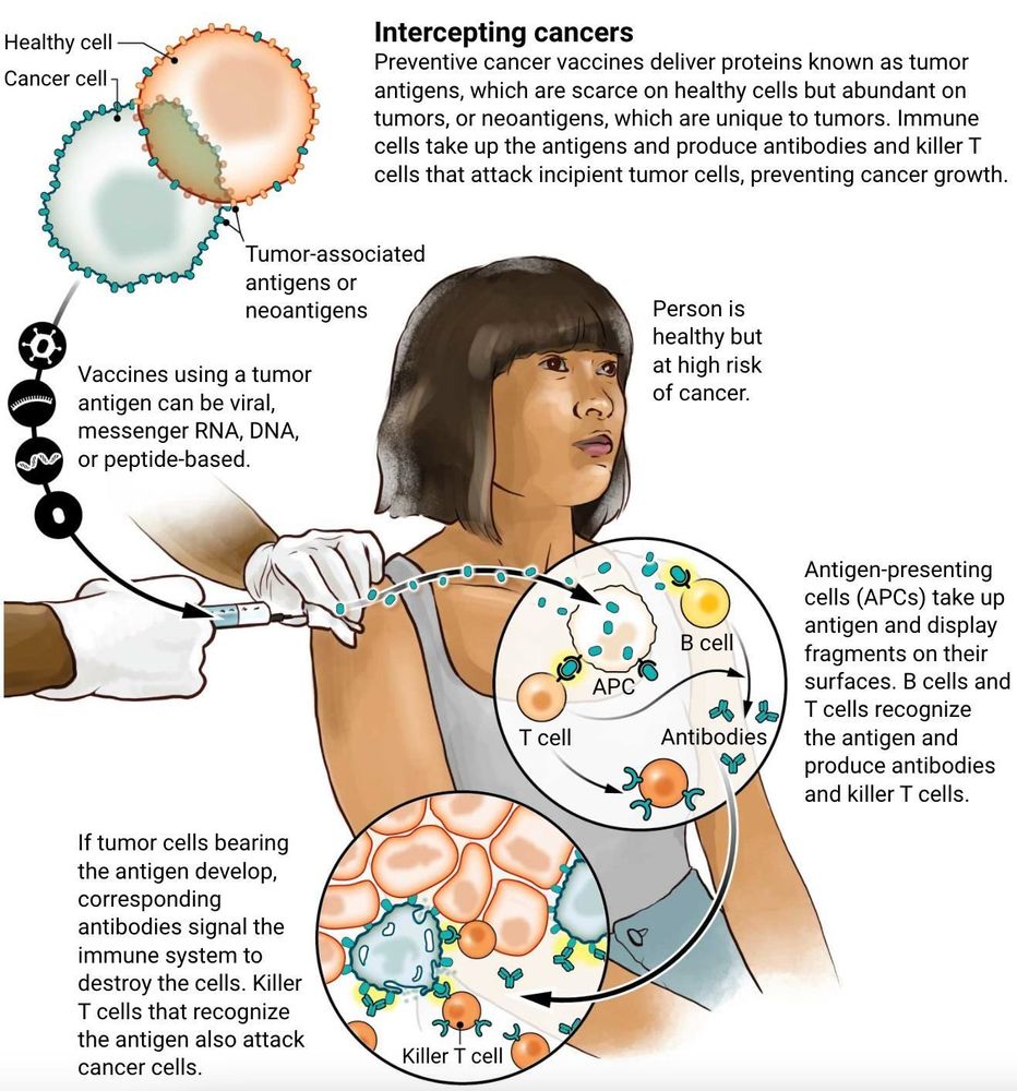 Preventive cancer vaccines deliver tumor antigens or neoantigens, so that the immune system will attack tumor cells.