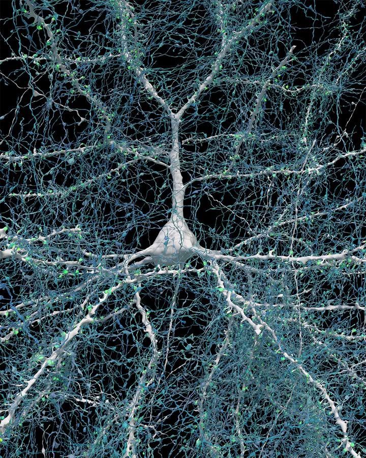 A single neuron (white) shown with 5,600 of the axons (blue) that connect to it. The synapses that make these connections are shown in green. The cell body (central core) of the neuron is about 14 micrometers across.