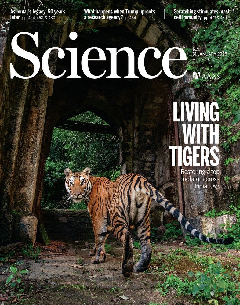 Cultural reverence toward tigers (Panthera tigris) has fostered tolerance and permitted coexistence with humans in India. Ecological restoration, socioeconomic policies, and political stability have facilitated the recovery of tigers within their historical range, despite high human densities. This tigress has reclaimed the ancient fort within Bandhavgarh Tiger Reserve and made it her home.