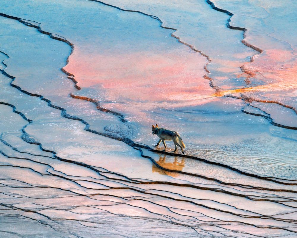 A wolf walking across bacterial beds in Yellowstone National Park