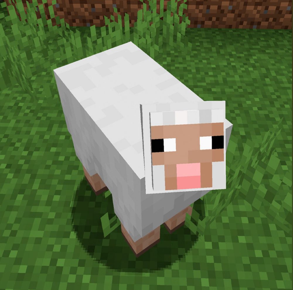 Sheep giving attention in Minecraft