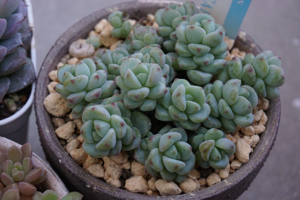 ペレスデラロサエ