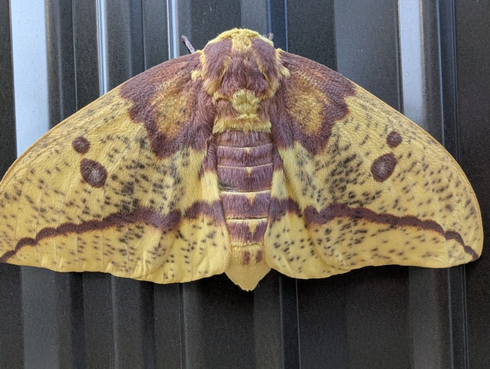 A live imperial moth perched on a black metal fence. The moth has a yellow base with brownish patterning and blackish specks. Looks a lot like a yellowed leaf