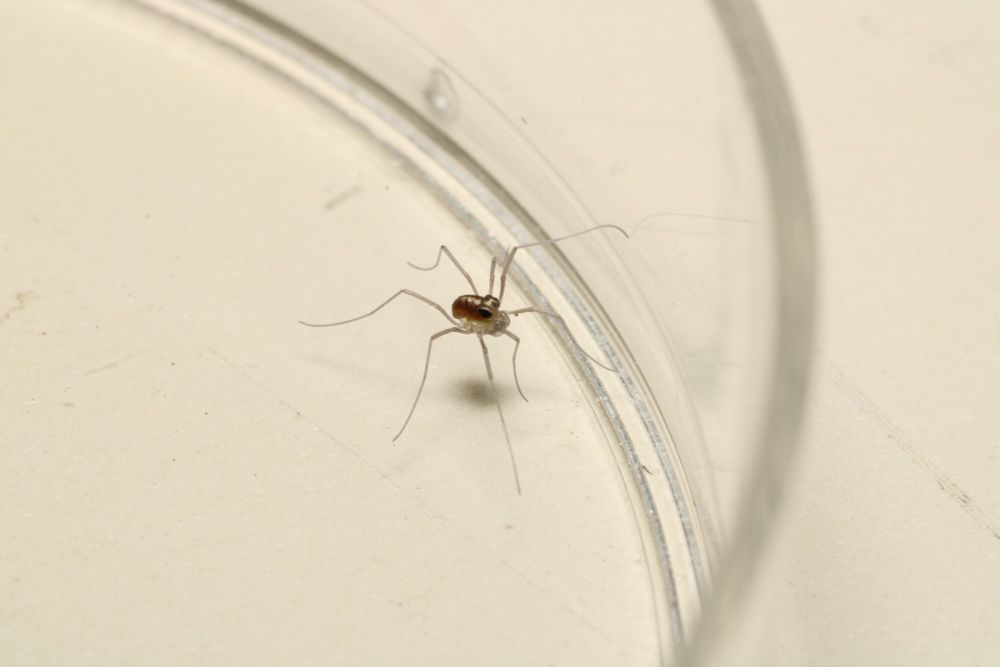 A closeup of a baby, presumed newborn, harvestman with giant eyes in a small petri dish. Mostly a lateral view
