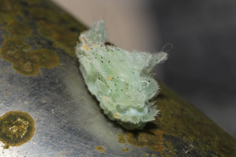 another funky caterpillar from a sort of diagonal, posterior(?) view. this one's whole body is pale green with many hairy looking projections coming off of its dorsum. a few of the projections are tipped yellow. it simultaneously looks itchy to touch and like a sweet gummy