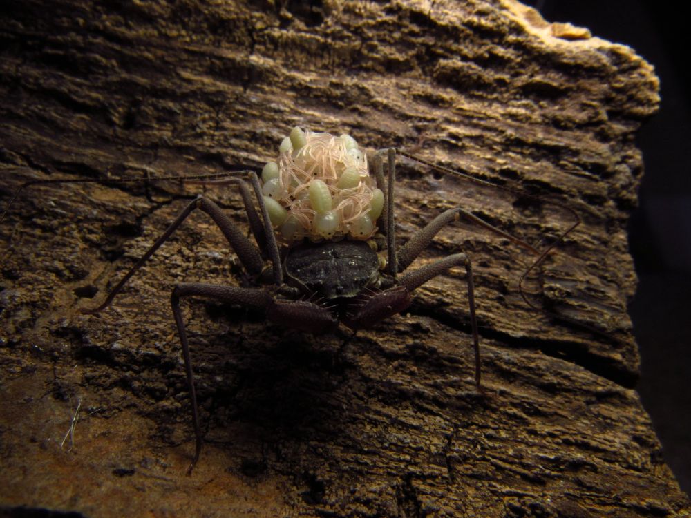 Another dorsal view of the Paraphrynus cubensis mother with her babies 