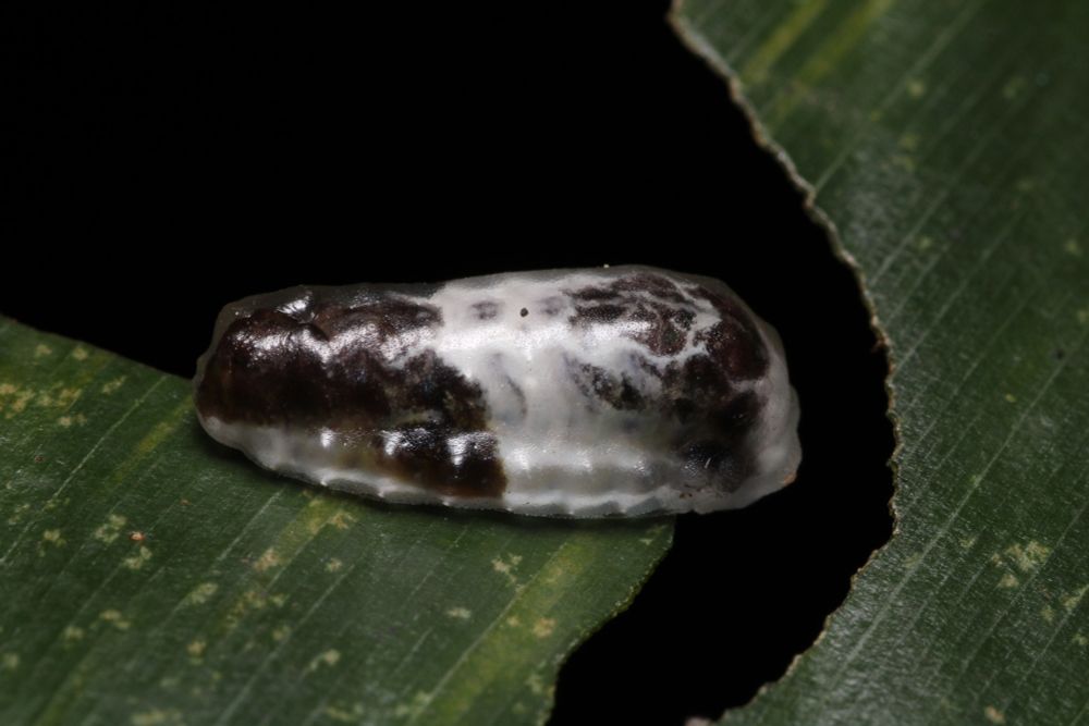 a suuuuuper weird caterpillar (and prob my fav of these) from the side that i think might be a limacodid. this one is also stout - kind of semicircle shaped. it has a marbled white and black pattern throughout its whole body that really mimics bird poop quite well. it didn't smell though hahah