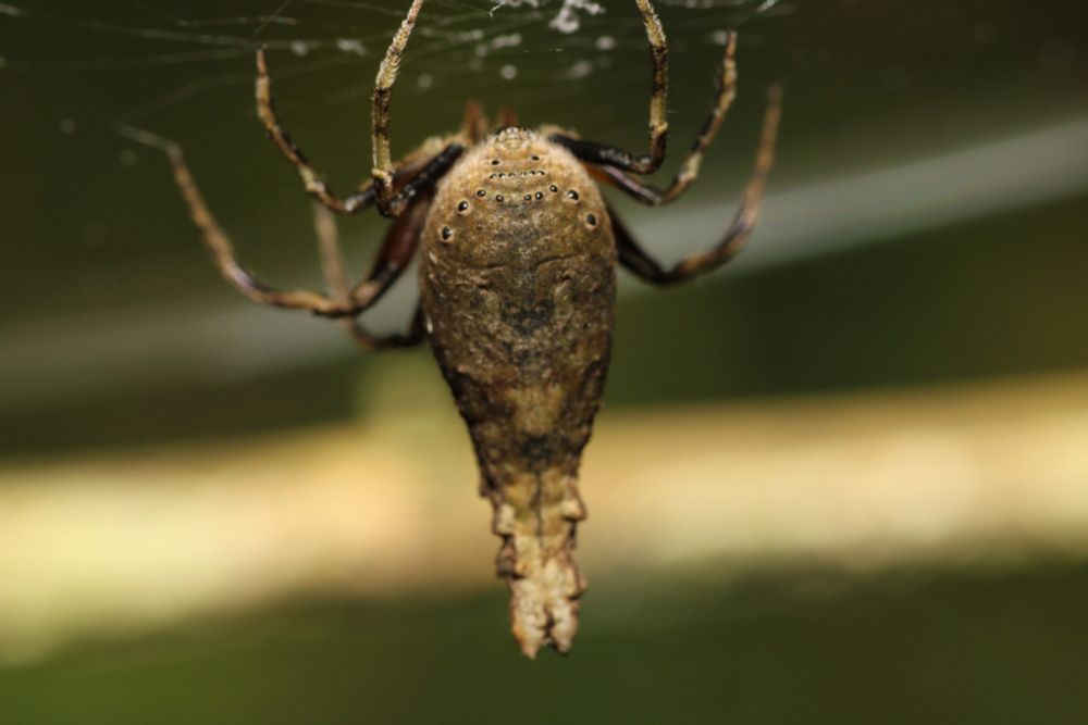 a posterior view of a twig spider (Poltys) sitting in its prey capture web