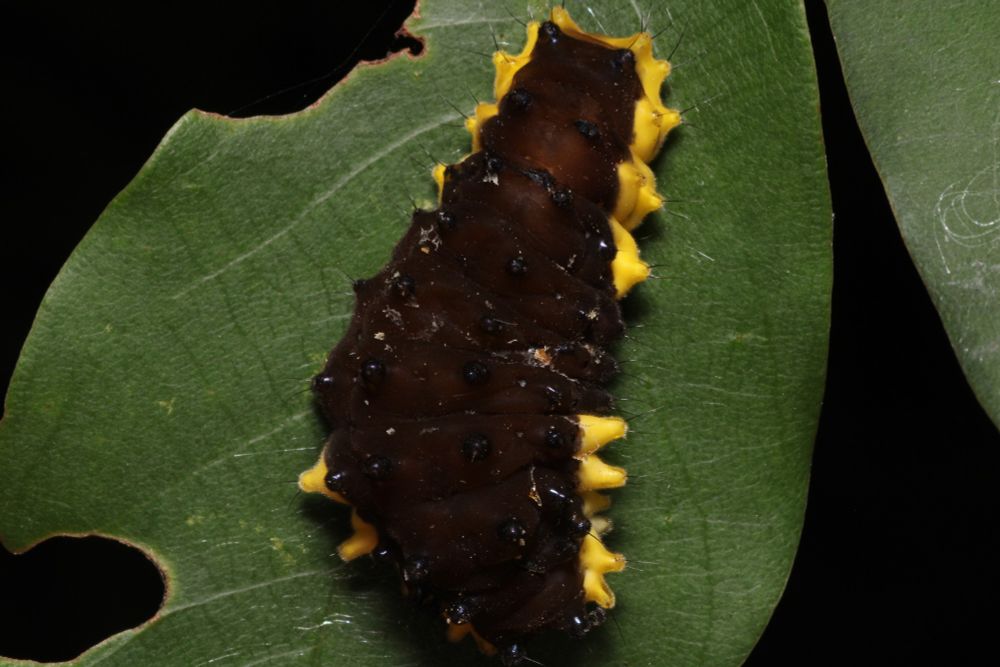 the dorsal view of a really weird, stout and quite bumpy caterpillar (I think) sitting on a leaf. there are some spines coming off of some of the bumps that don't look fun. the body is dark brown/black and bordered with yellow. it is wider in the middle than either end