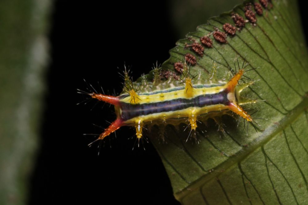 a spunky looking caterpillar from the dorsal view. it's pretty stout and rectangular with many projections coming from different points of its body. off of these projections there are 10 or so very itchy looking spines. the main body of the caterpillar is light green with a longitudinal blackish stripe down the middle. two projections are red, two are orange, four are yellowish and the rest are pale green. a lot going on...