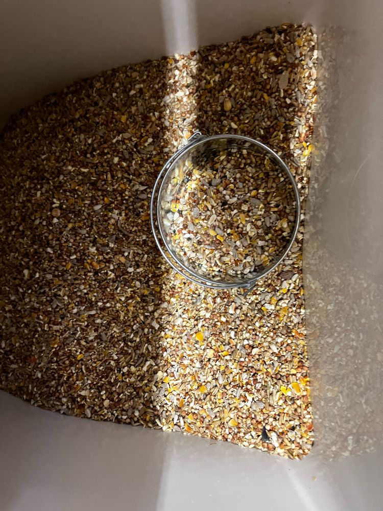 Looking down into a white container full of mixed grain with a tin scoop also full of mixed grain. 