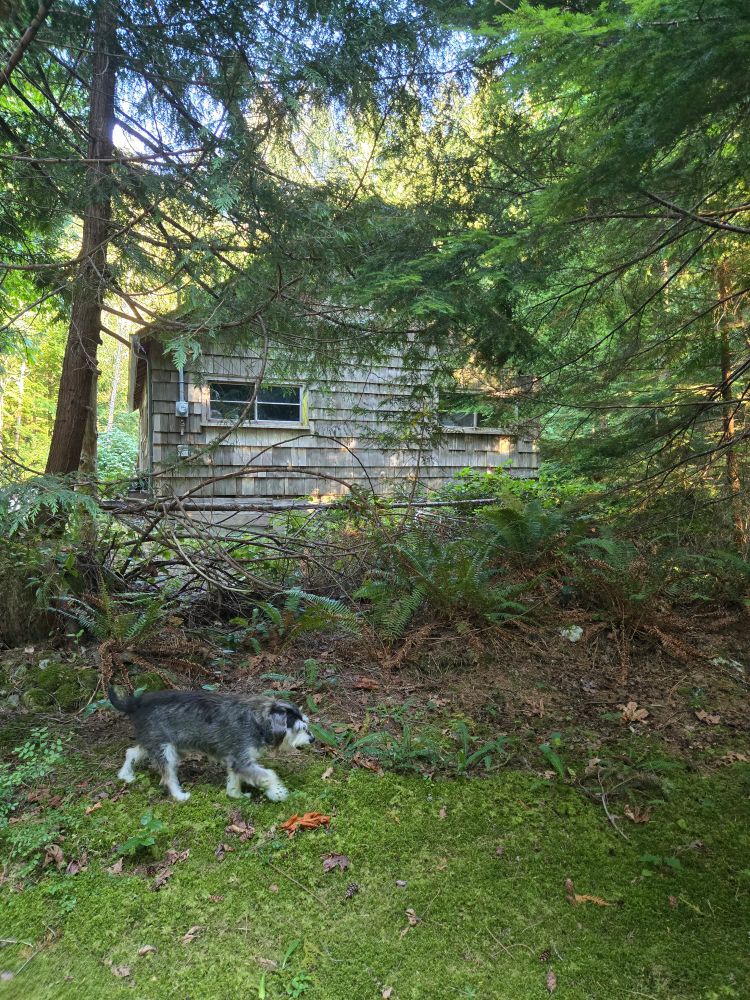 Shack in back of property 