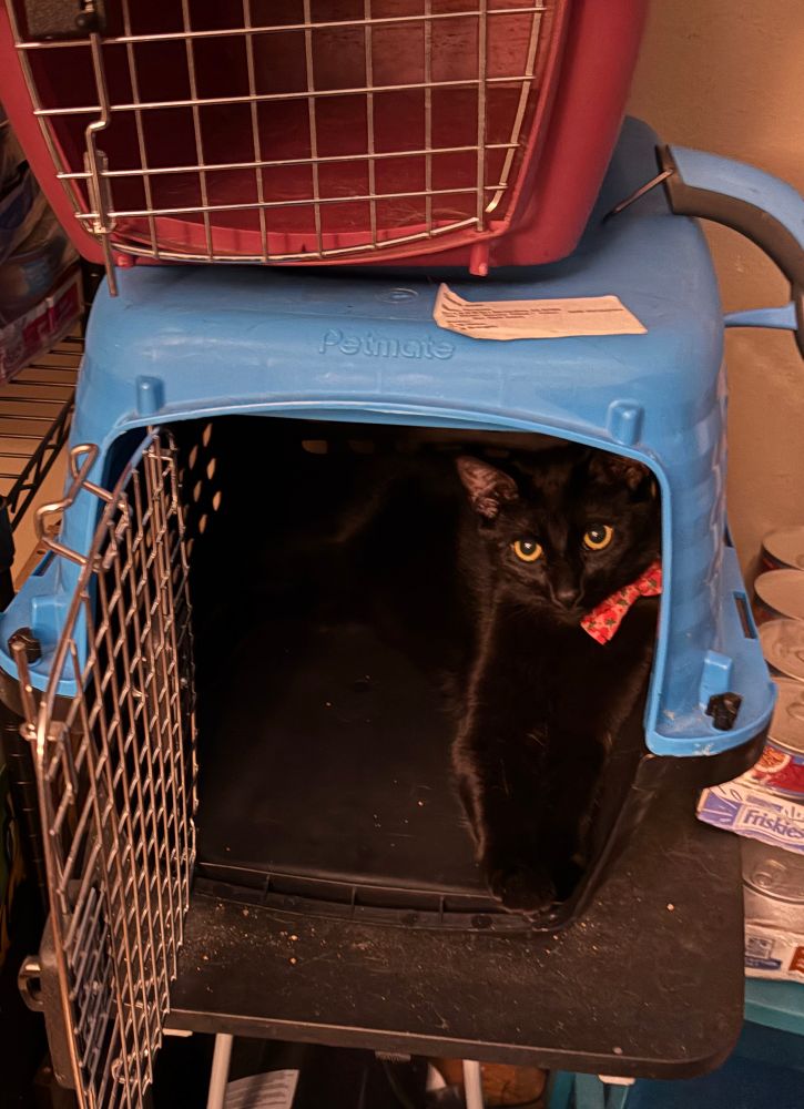 Strawberry (a black cat with a strawberry bowtie collar), just hanging out in his cat carrier 