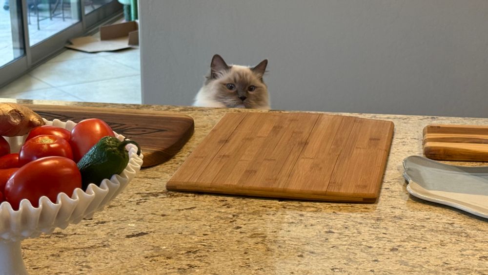 Cat waiting for charcuterie 