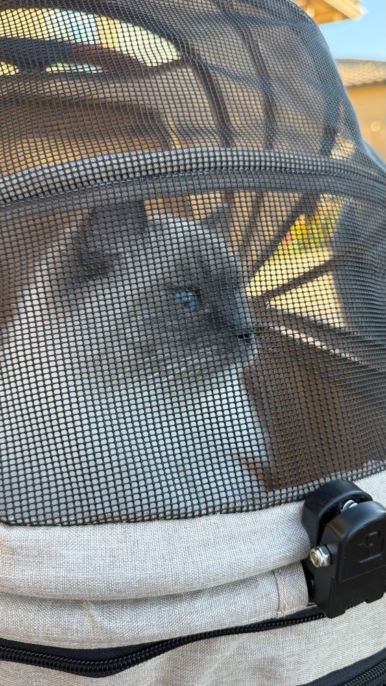 Figgy in a stroller