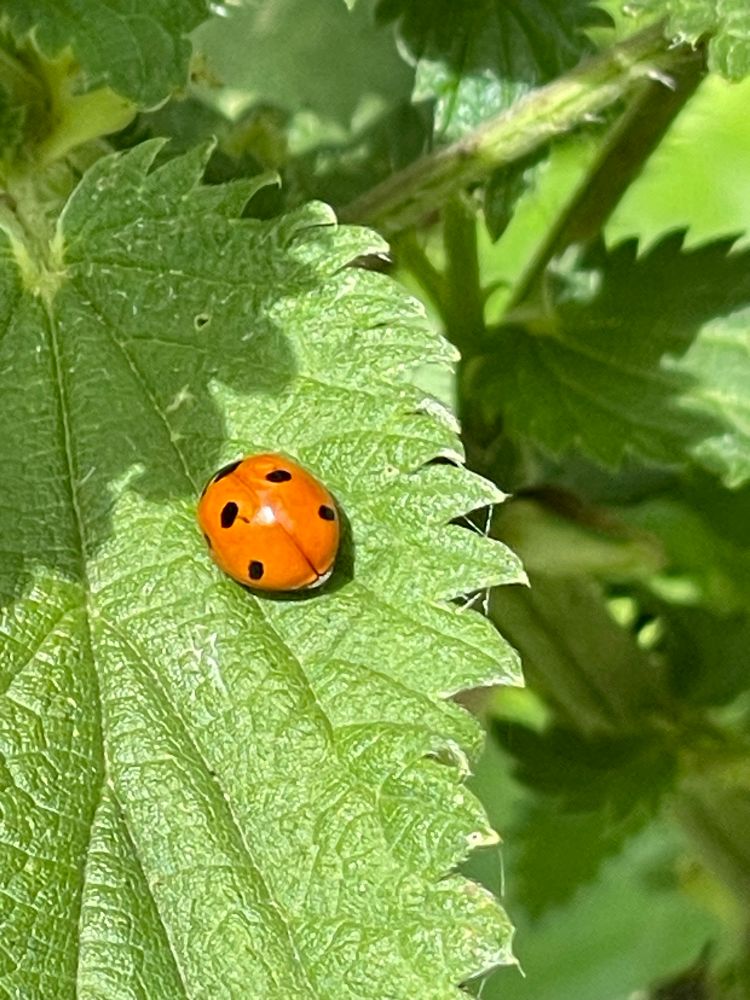 Ladybug!