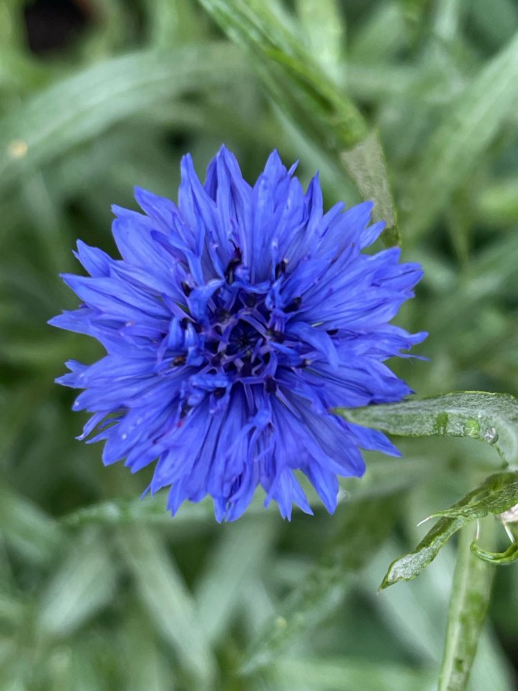 Blue indigo cornflower. Fresh today with a light sprinkle of raindrops.
