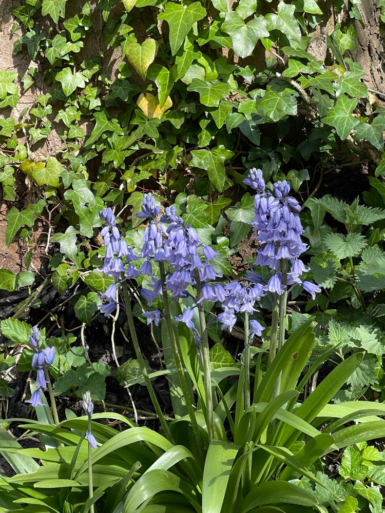 Bunches of bluebells growing at the base of a tree. The tree in the background is covered in ivy. 