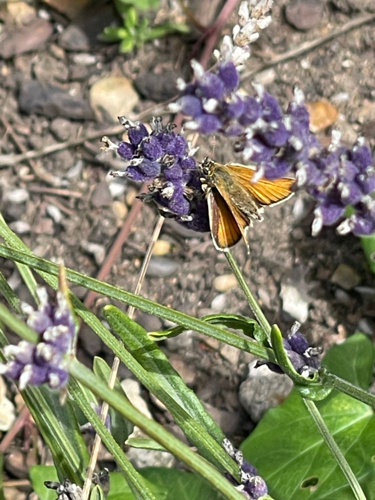 Little brown skipper(?) butterfly sitting among  drying purple heather flowers. 