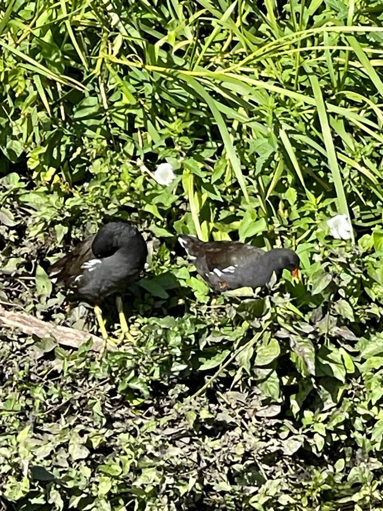 A pair of moorhens on the riverbank. Their nest is close on the left. 