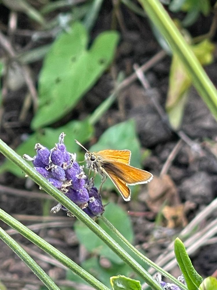Little brown skipper on a heather flower displaying double wings 😃