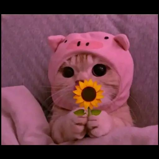 cute kitty with big eyes in pig costume holding a flower. the whole image is washed in pink