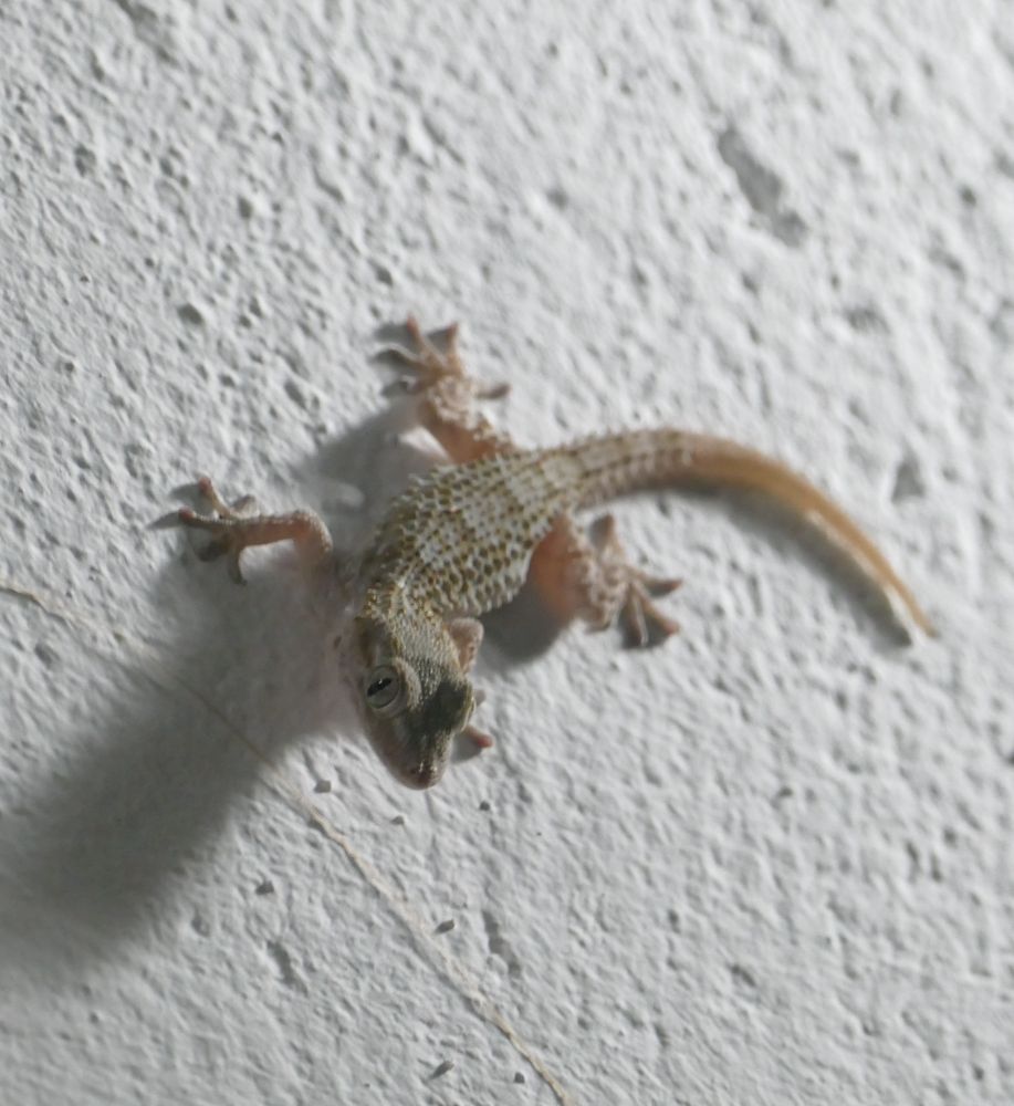 salamandra en una pared blanca