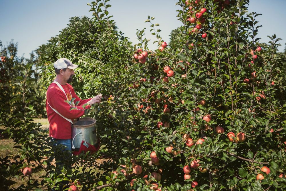 These new apples are built to withstand extreme weather