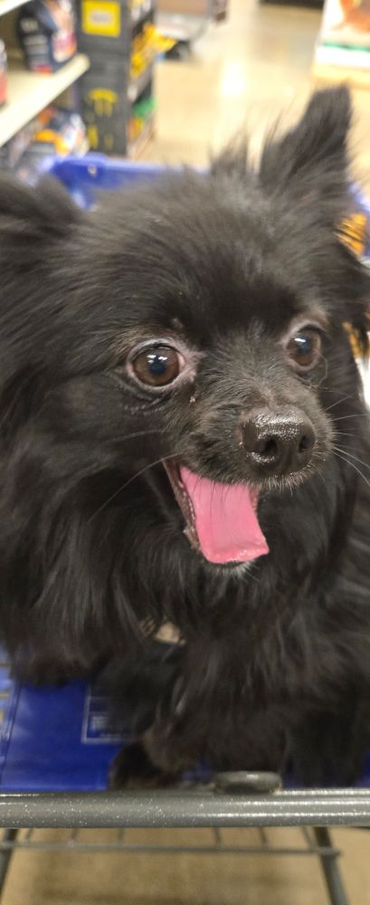 A small black pomeranian dog yawning in a shopping cart in a pet store.