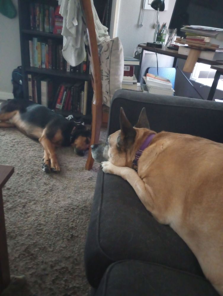 Two dogs sleeping, one on a couch, the other on the ground.